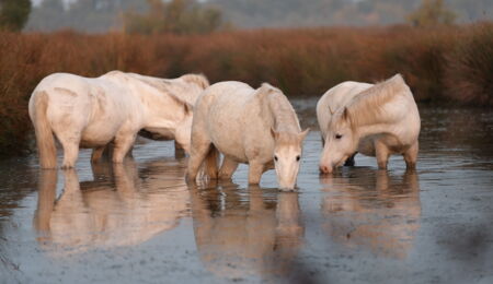 Camargue Pferde