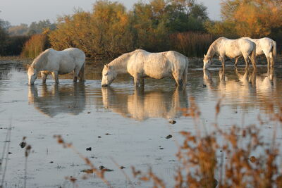 Camargue Pferde