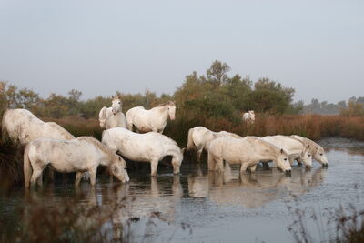 Camargue Pferde