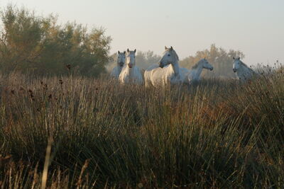 Camargue Pferde